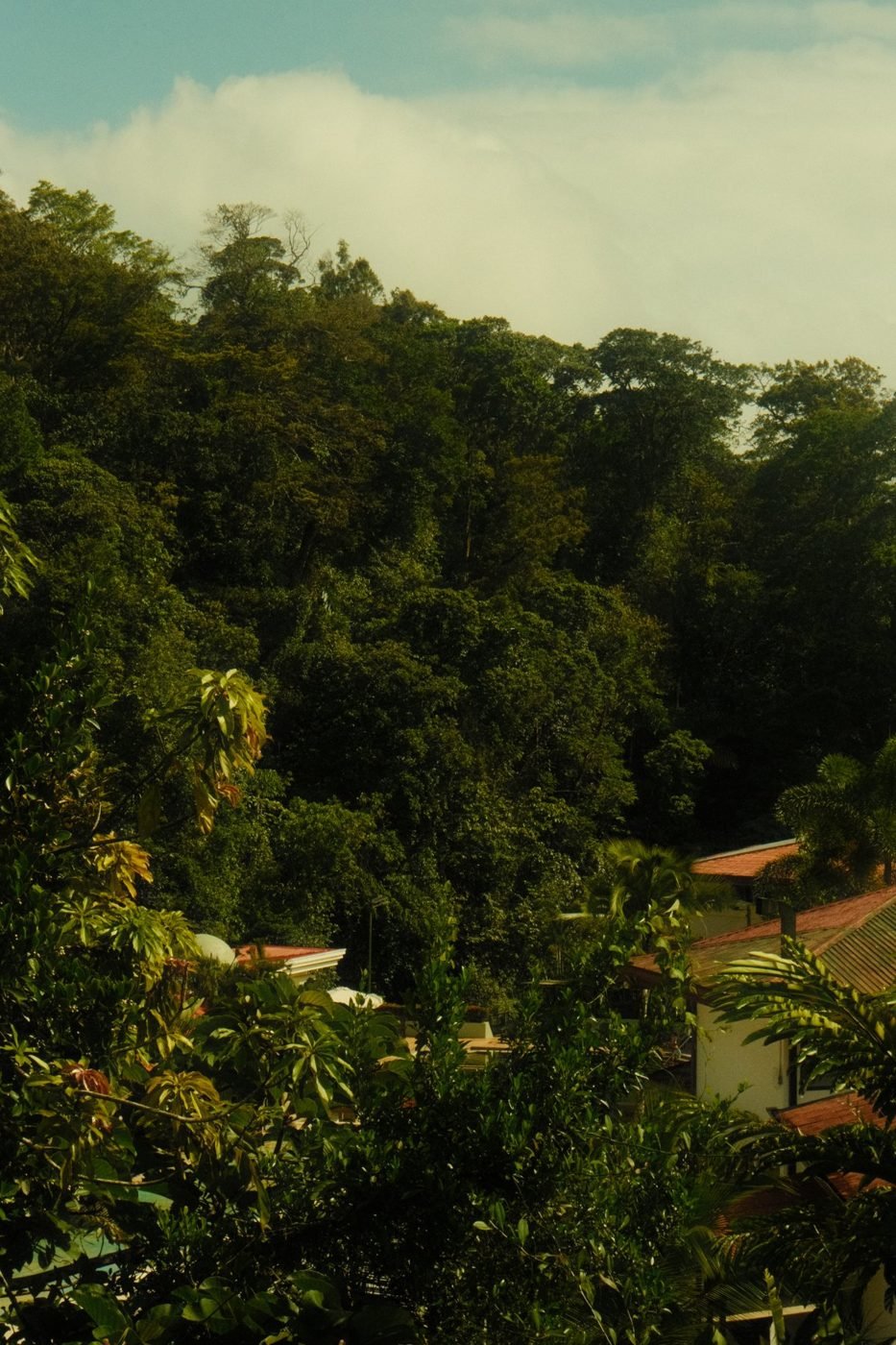 selva-nf-06