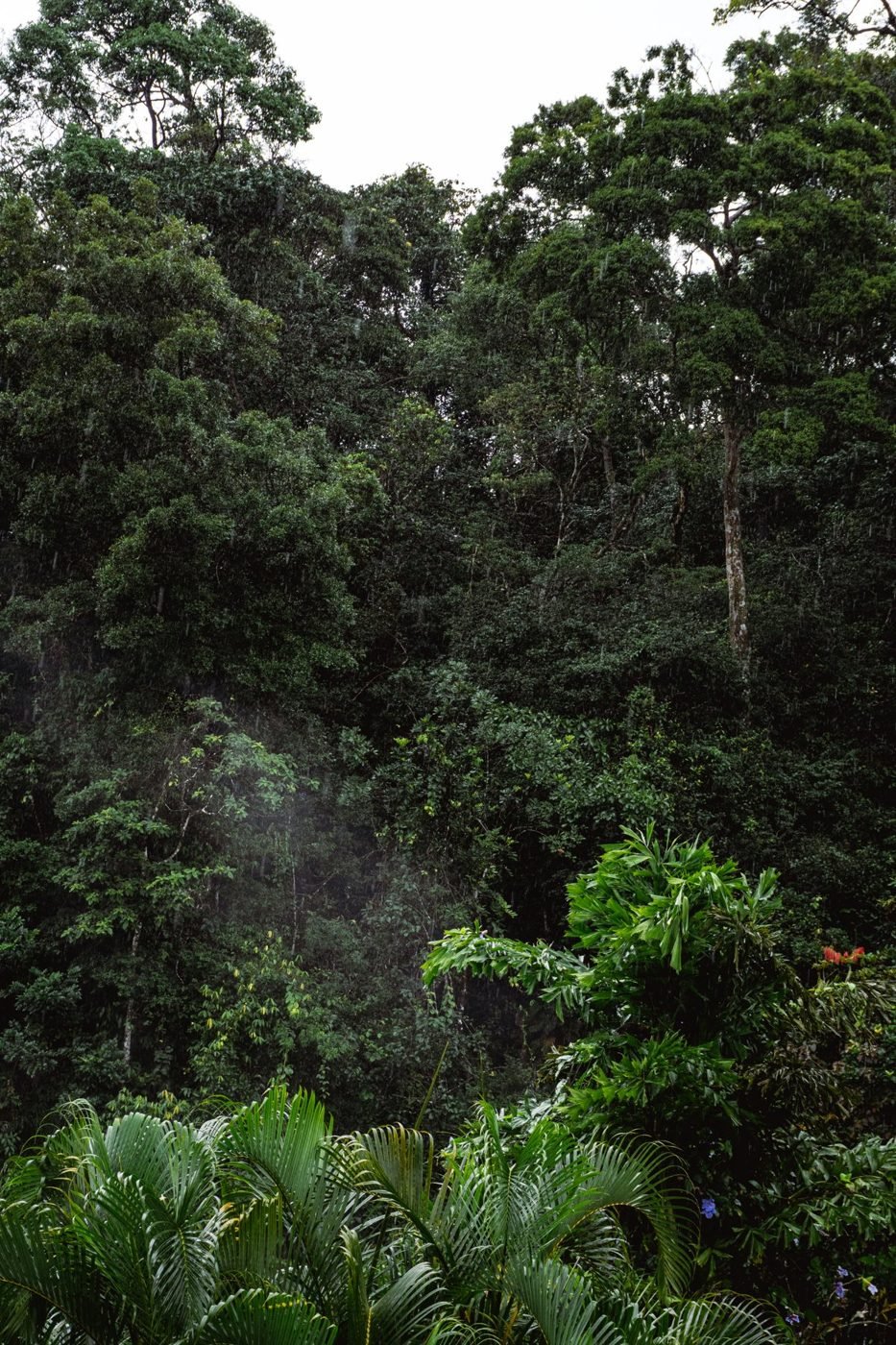selva-nf-09