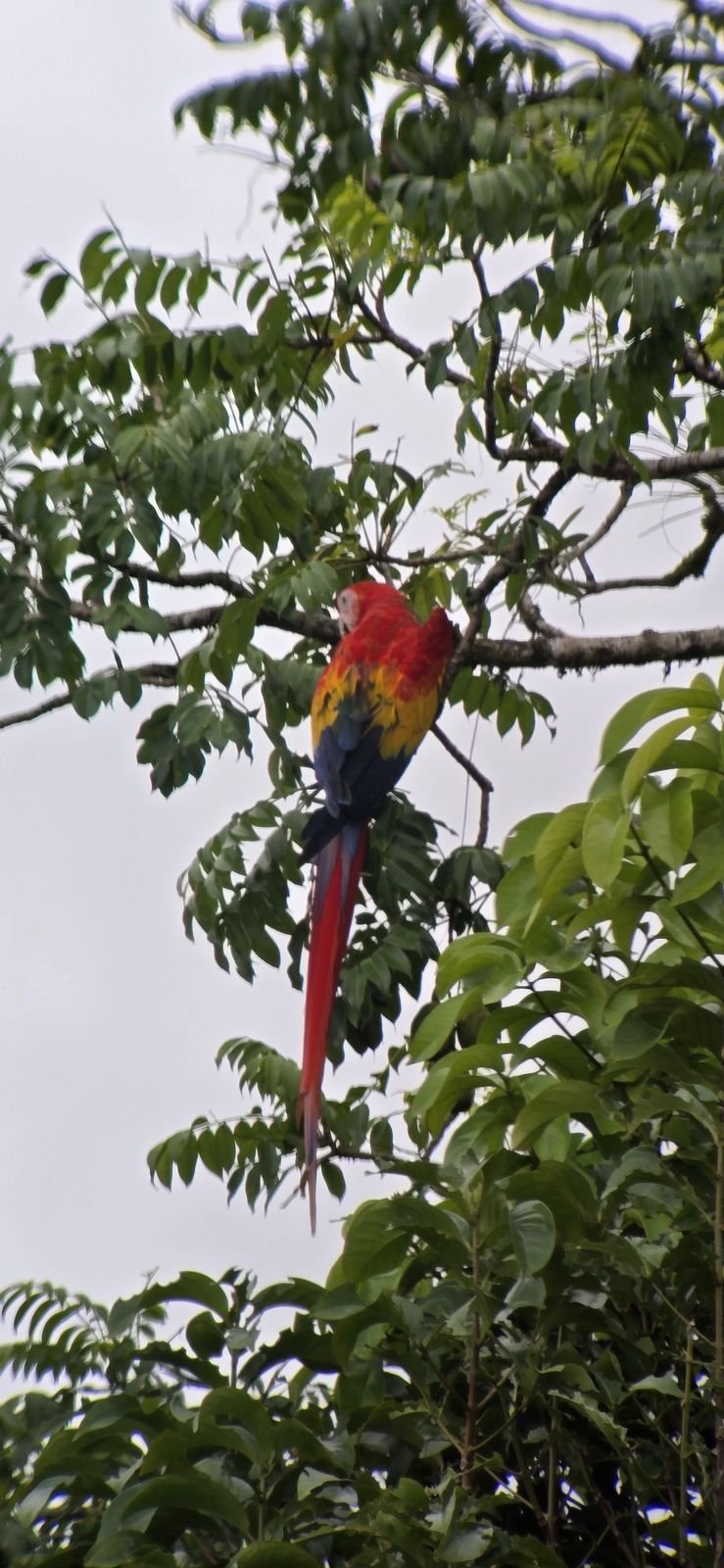 home-tucano-12