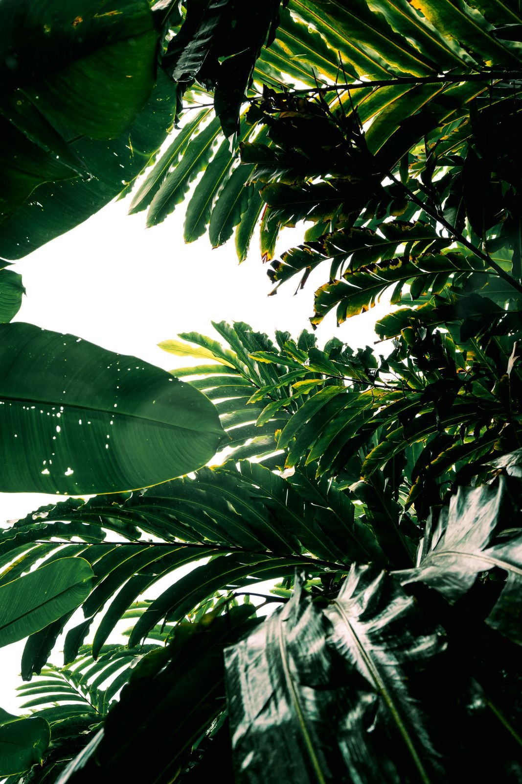 Descubre Selva