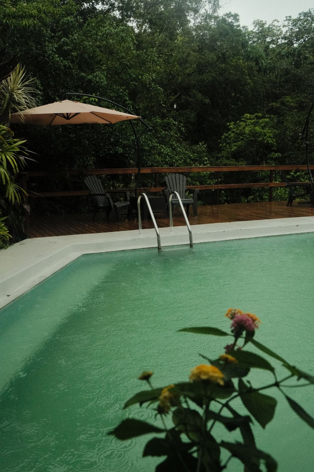 Descubre Selva