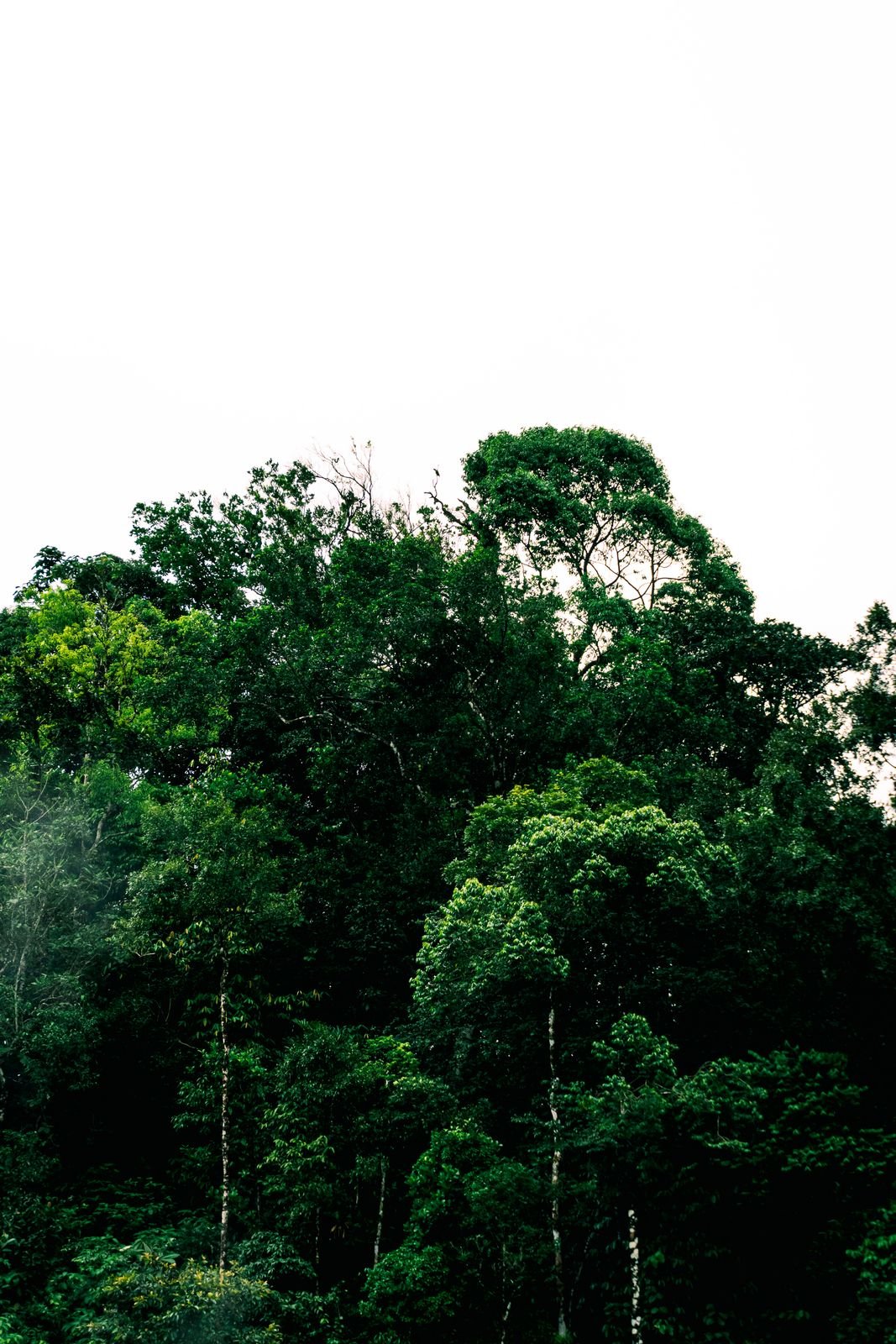 Descubre Selva