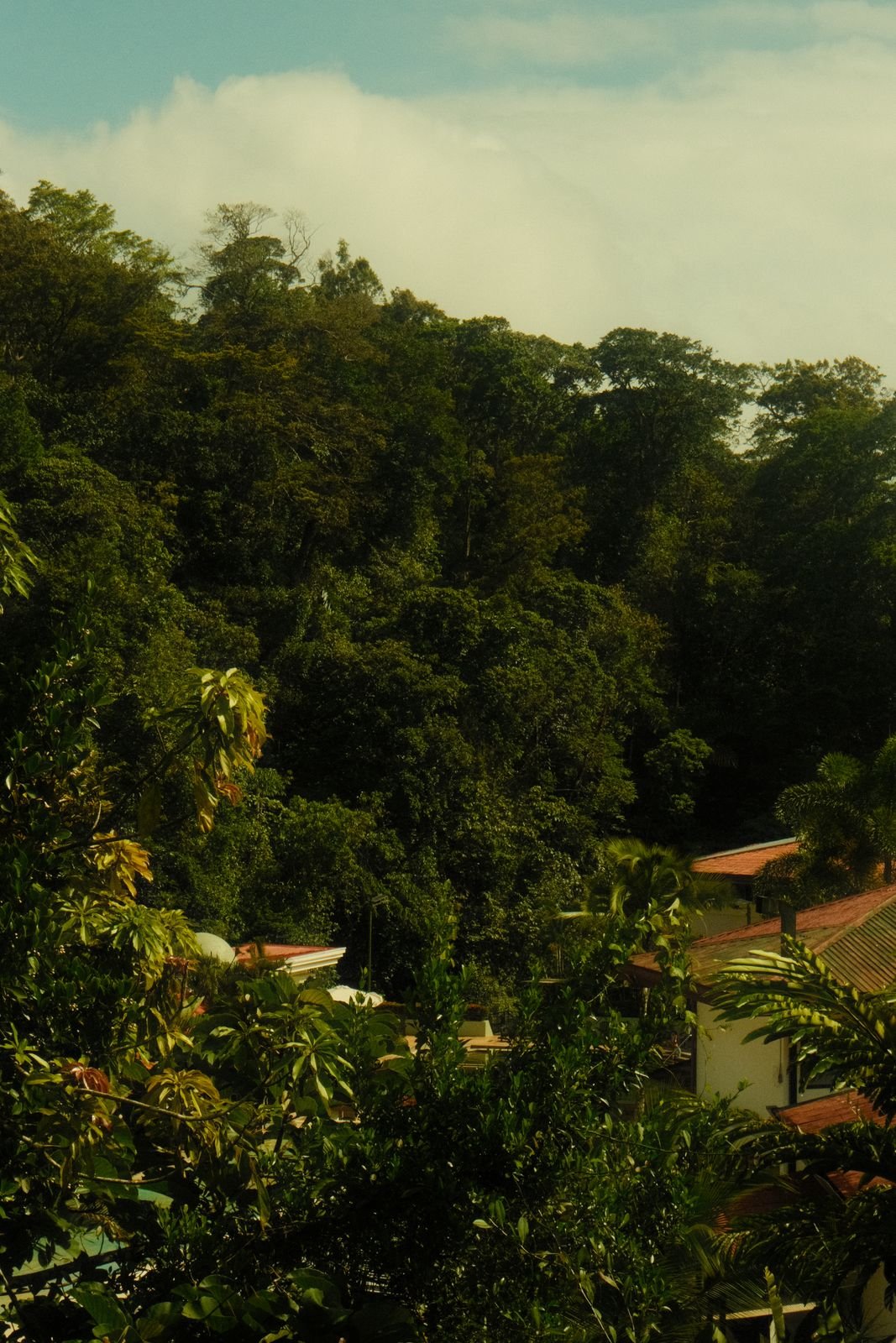 Descubre Selva