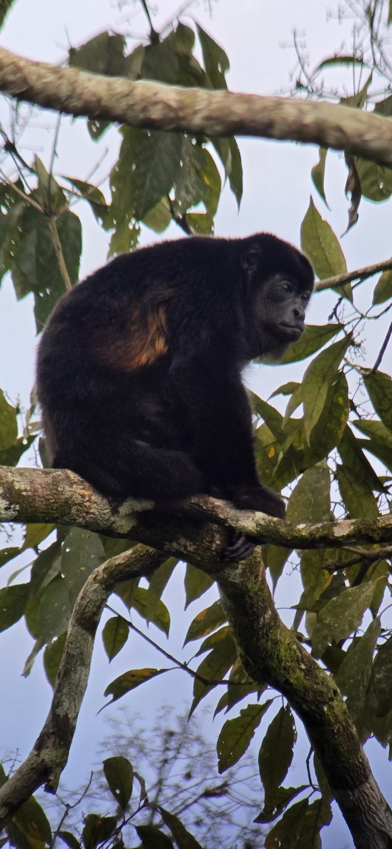 El Tucano