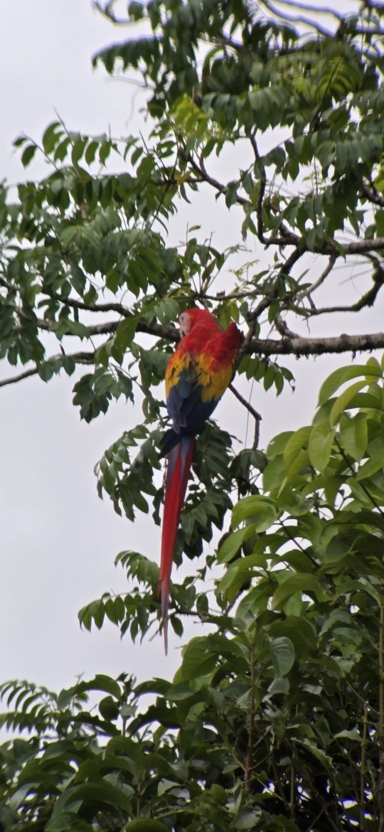El Tucano
